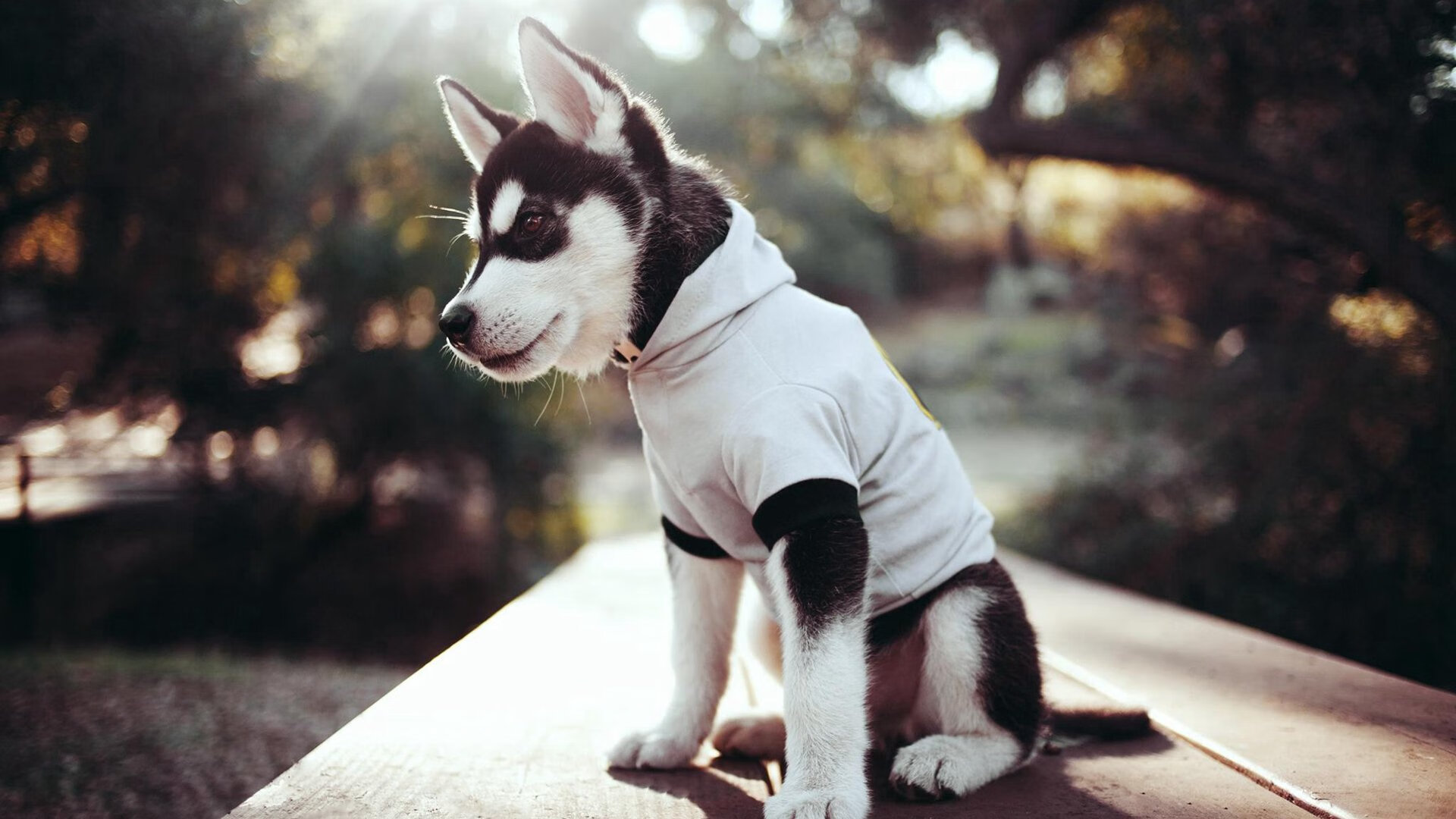 中国足球推动“足球+”多元融合发展战略,中国足球发展面临的机遇与挑战