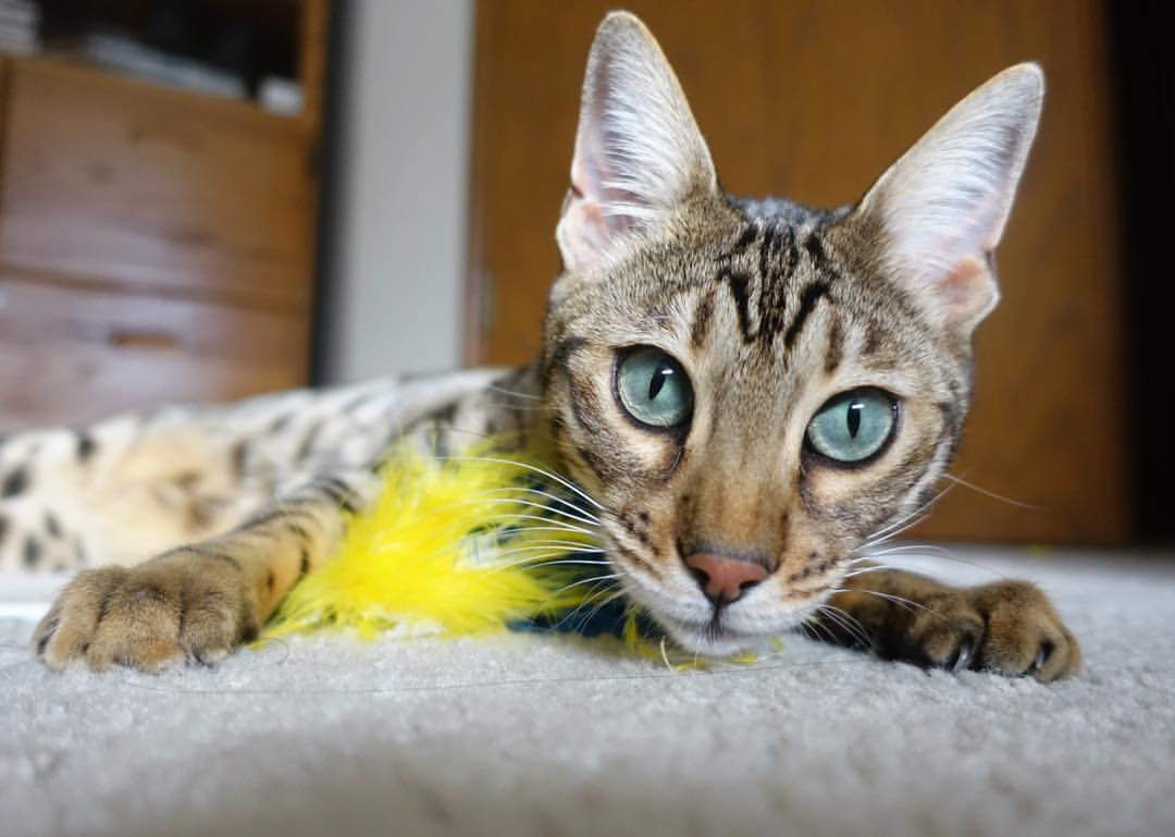 任何时刻都不能错过的NBA全明星三分球大赛精彩回放，nba全明星三分球大赛规则