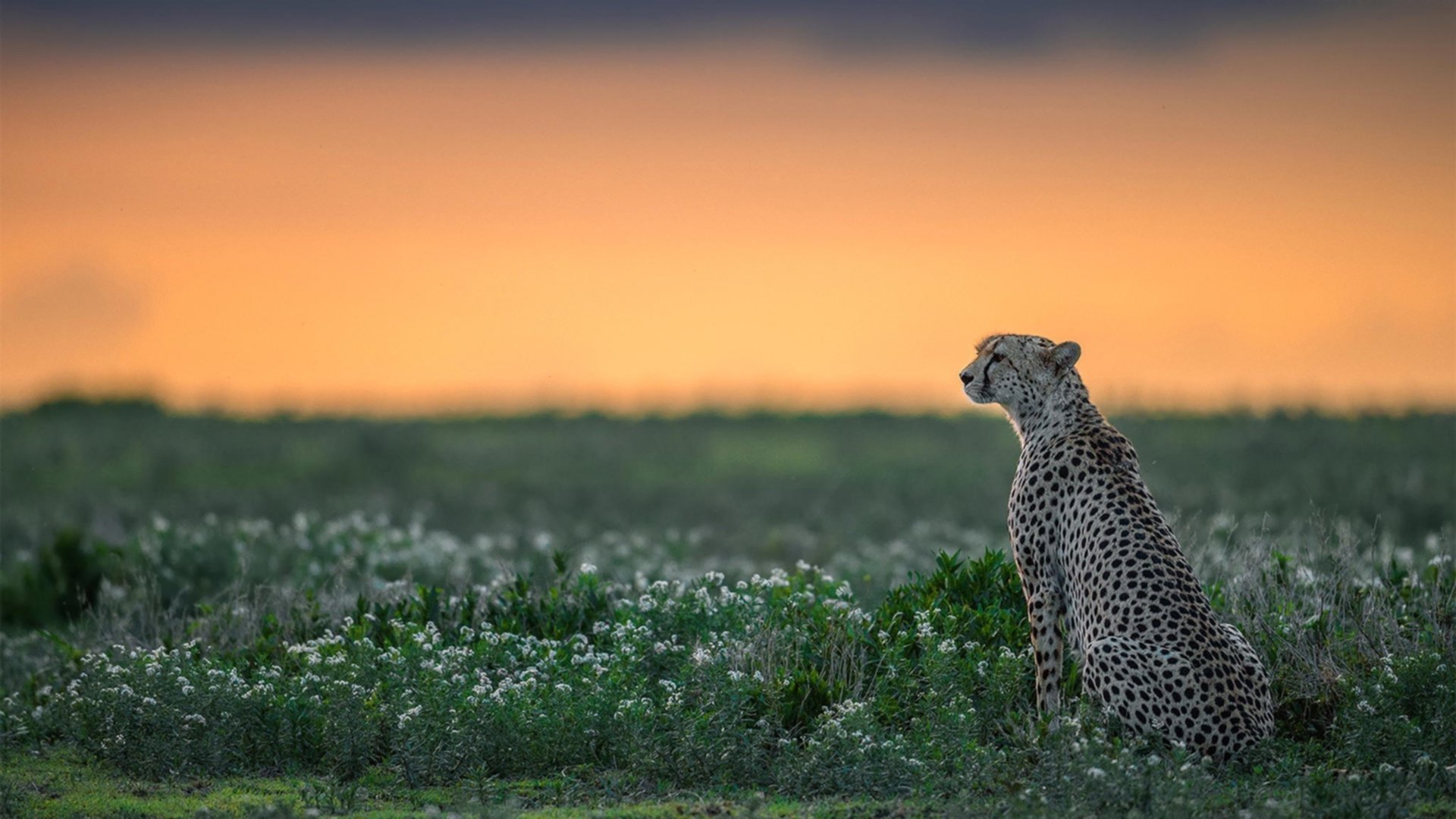开云平台-关键时刻，王强三分入篮，帮助北京队反超比分夺冠！，王强比赛视频